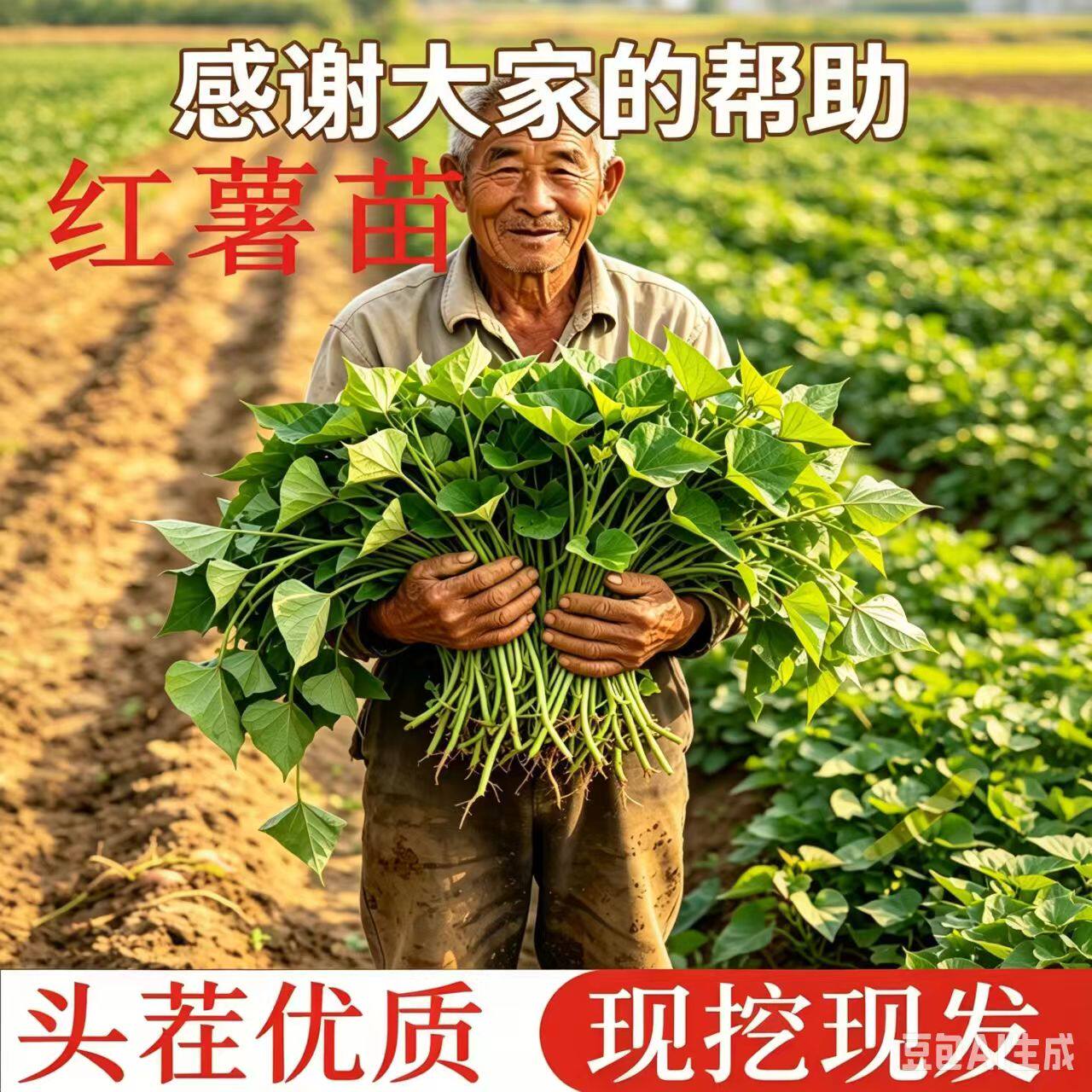 正宗红薯秧苗蜜薯苗地瓜苗番薯秧苗高产薯苗带根蜜薯秧苗板栗薯苗