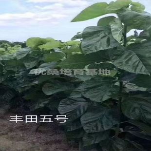 丰田5号实生苗，养蚕专用良种大叶桑树苗，无需嫁接，快递包邮。