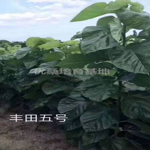 丰田5号实生苗，养蚕专用良种大叶桑树苗，无需嫁接，快递包邮。