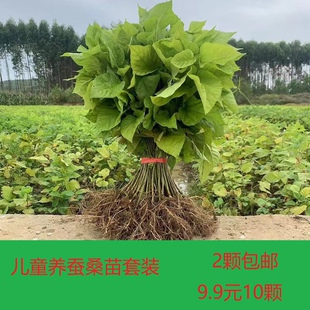 二颗包邮，养蚕桑树苗，现挖现发，四季易栽活，学生养蚕专用