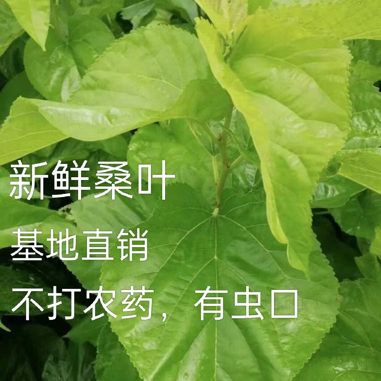 广西发货新鲜桑叶蚕宝宝食用，上午采摘下午发货，快递包邮新鲜图片