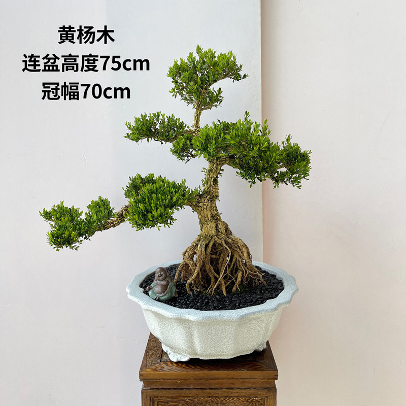 精品室内盆景小叶雀舌黄杨木盆景桌面绿植