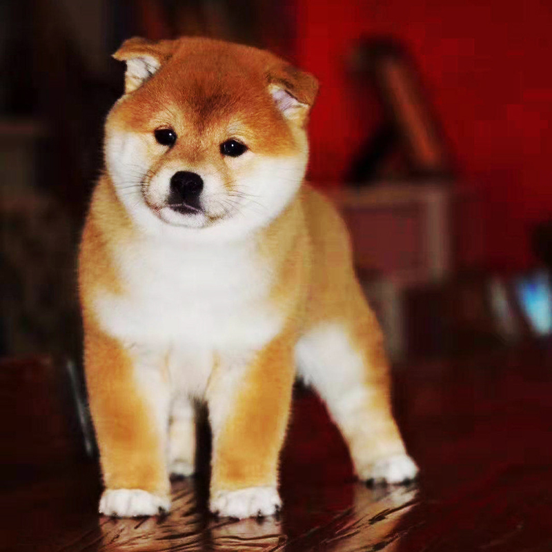 日本柴犬中小体型纯种柴犬狗狗活体宠物幼犬赤柴铁包