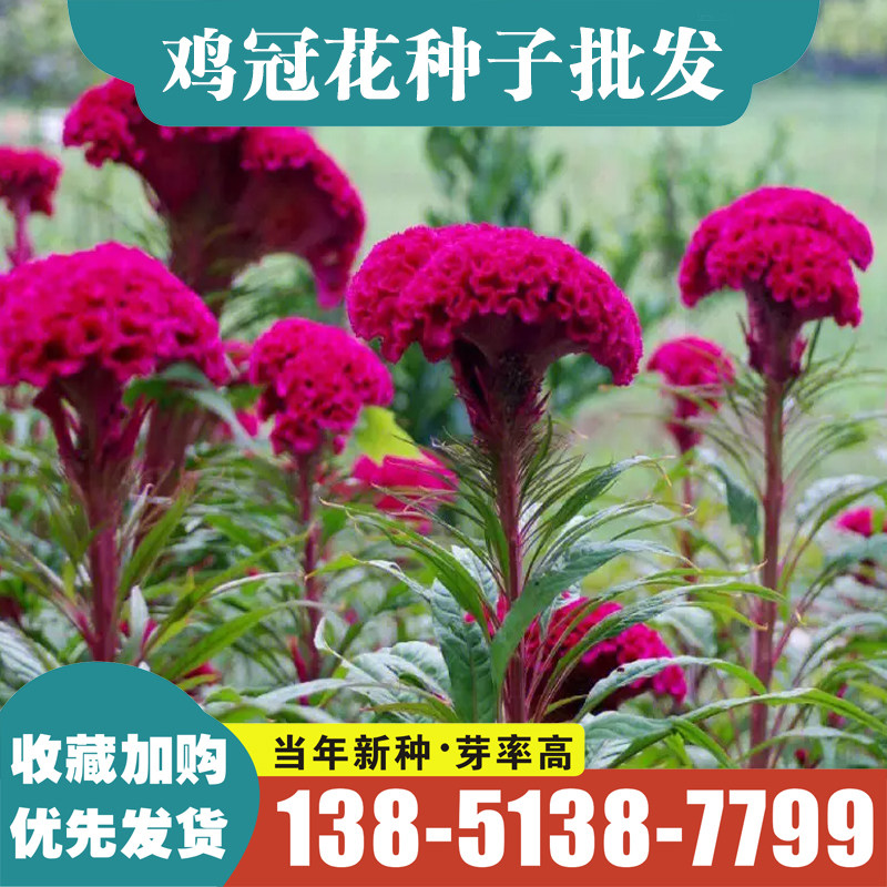 鸡冠花种籽子四季播种开花易活庭家庭园艺种子