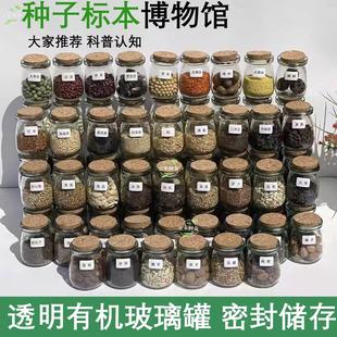 科普种子标本蔬菜水果五谷种子学生认知幼儿园植物角种子大全包邮