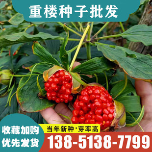 云南粉质滇重楼种子重楼种籽七叶一枝花种籽独脚莲种重楼种苗包邮