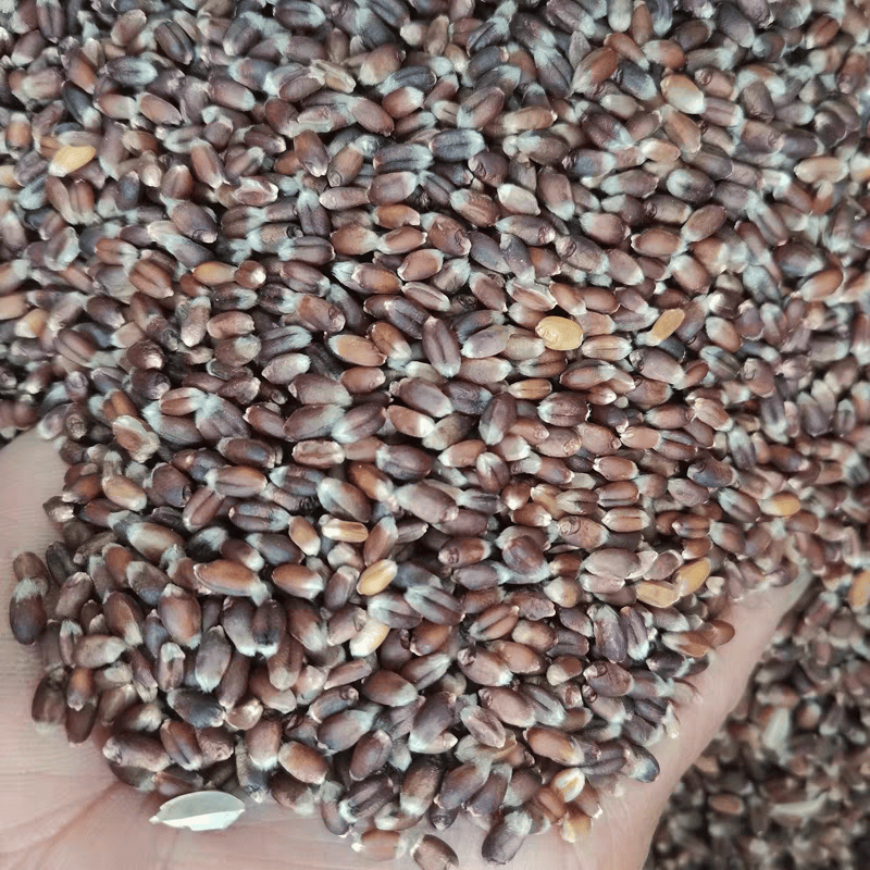 富硒农家黑小麦粒带皮新麦籽黑麦黑小麦草可做种子麦芽糖磨面杂粮