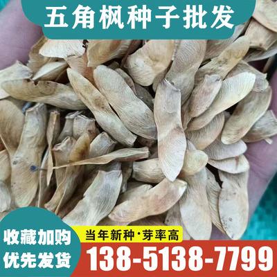 新采优质五角枫元宝枫三角枫红枫树籽观叶风景树绿化植物林木种籽