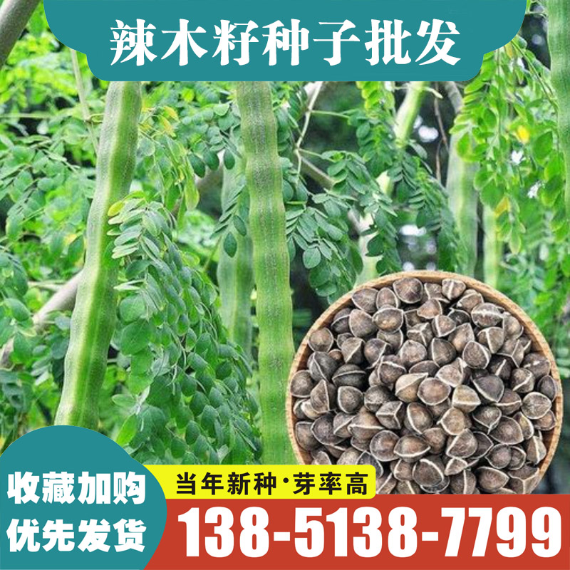 野生辣木籽新采收辣木种子食用精选种子种植绿化林木种子优质包邮