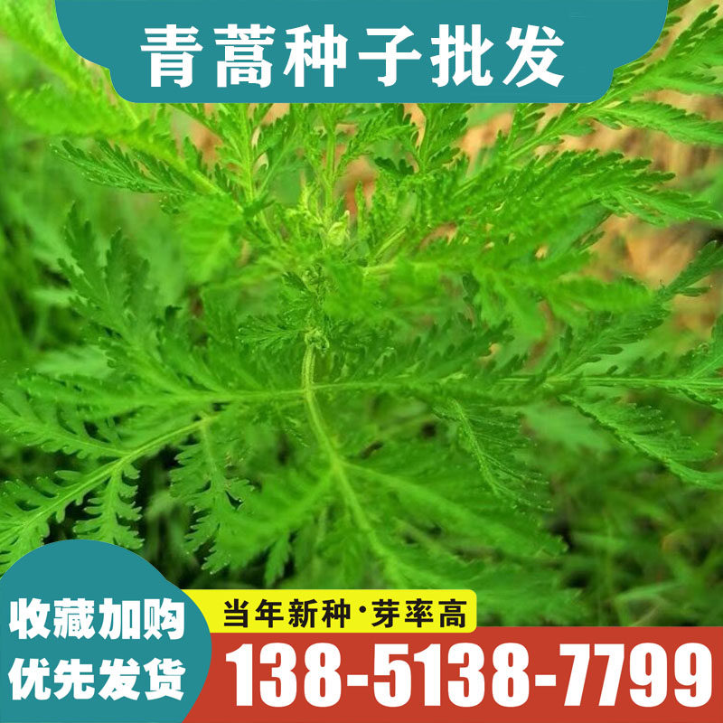 新采青蒿种子 青蒿种子 草蒿种子 香蒿种籽 苦蒿  种子药材  包邮
