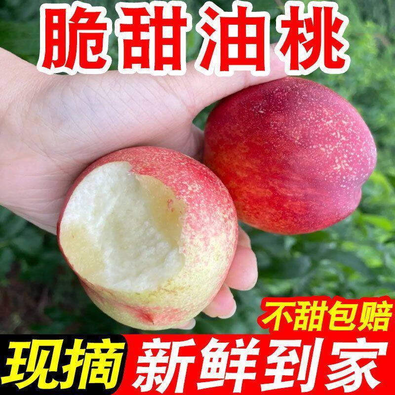 云南农家自己种脆甜油桃现摘当季新鲜水果不打蜡水果应季水果批发