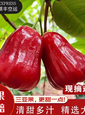 海南特产黑金刚莲雾礼盒顺丰包邮