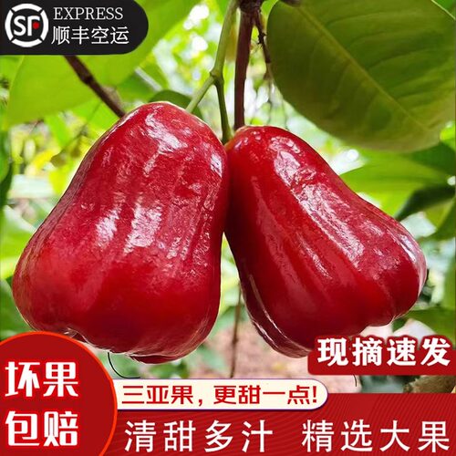 海南特产黑金刚莲雾礼盒顺丰包邮