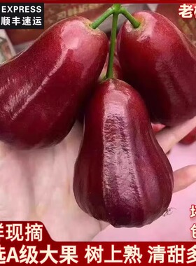 [顺丰到家]海南三亚市黑金刚莲雾海南莲雾果热带新鲜孕妇水果多汁