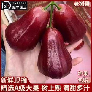 [顺丰到家]海南三亚市黑金刚莲雾海南莲雾果热带新鲜孕妇水果多汁