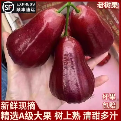 海南三亚正宗黑金刚莲雾礼盒