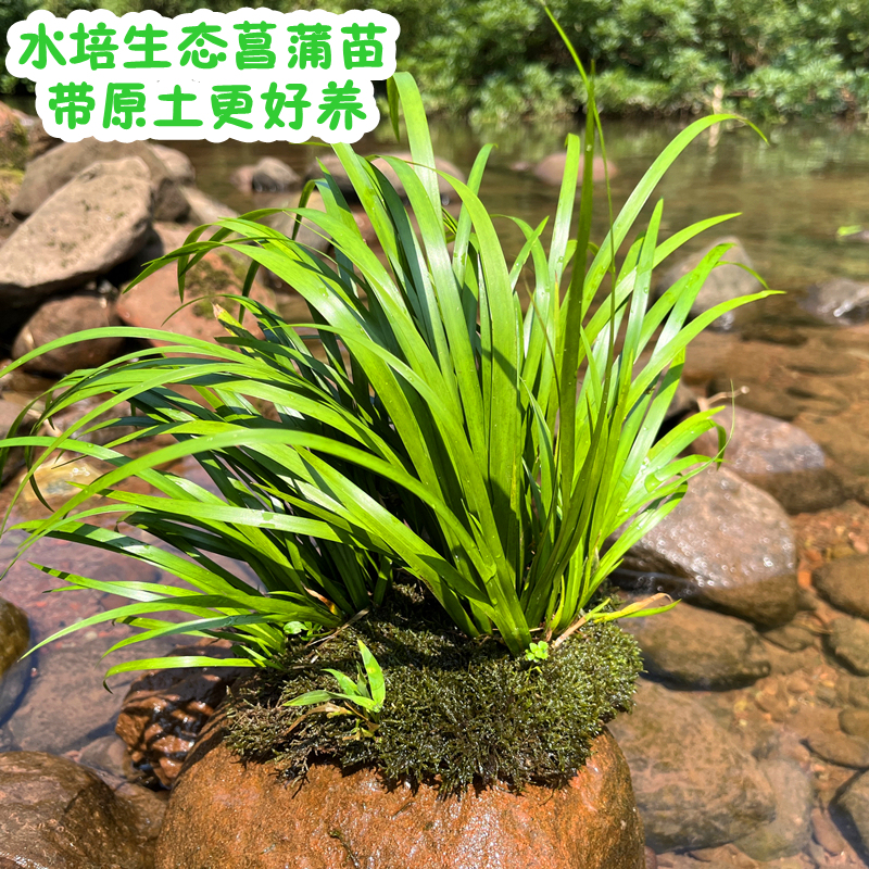 石菖蒲水培驱蚊植物附石龙根水菖蒲苗虎须菖蒲鱼鱼缸植物净化水质