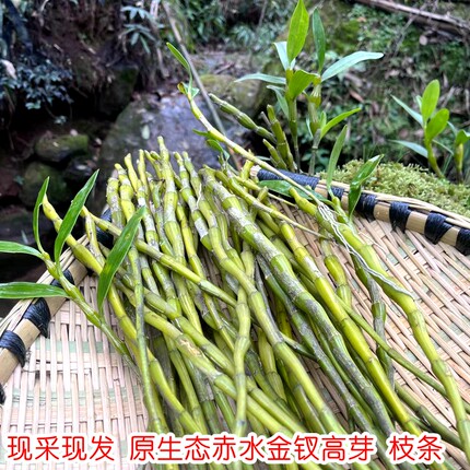 现采原生态贵州赤水金钗枝条鲜条扦插出高芽