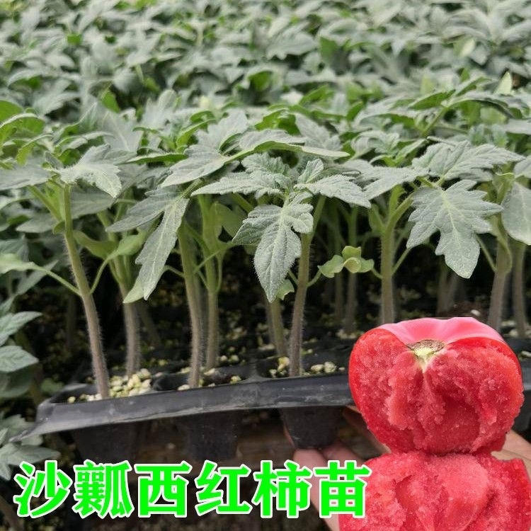 大果西红柿苗番茄种苗沙瓤毛粉柿种苗/半成品盆栽