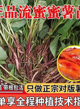 正宗山东红薯苗烟薯25地瓜苗糖心蜜薯苗西瓜红板栗薯哈密红薯秧苗