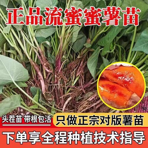 正宗山东红薯苗烟薯25地瓜苗糖心蜜薯苗西瓜红板栗薯哈密红薯秧苗