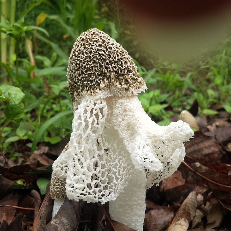 海伶山珍四川青川土特产 纯天然特级长裙竹荪竹笙 无硫熏干货 50g