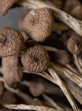 青川菌子农家自产干货茶树菇开伞茶薪菇250g