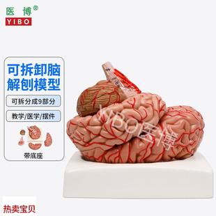 带数字标识脑动脉脑血管模型人 医博人体大脑模型脑k结构模型医用