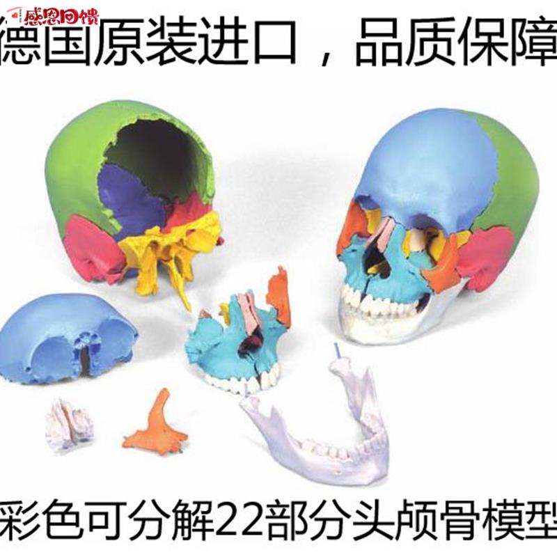 彩色22部分插件式U头骨模型c医疗教学用德国3B头