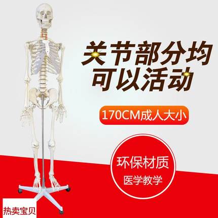 包邮美术b艺用医科教学模型170cm人体大骨骼模型骨架解剖关节模型