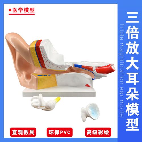 大耳模型 耳朵h解剖结构 内耳迷路模型 耳鼻喉科 医学耳解剖模具