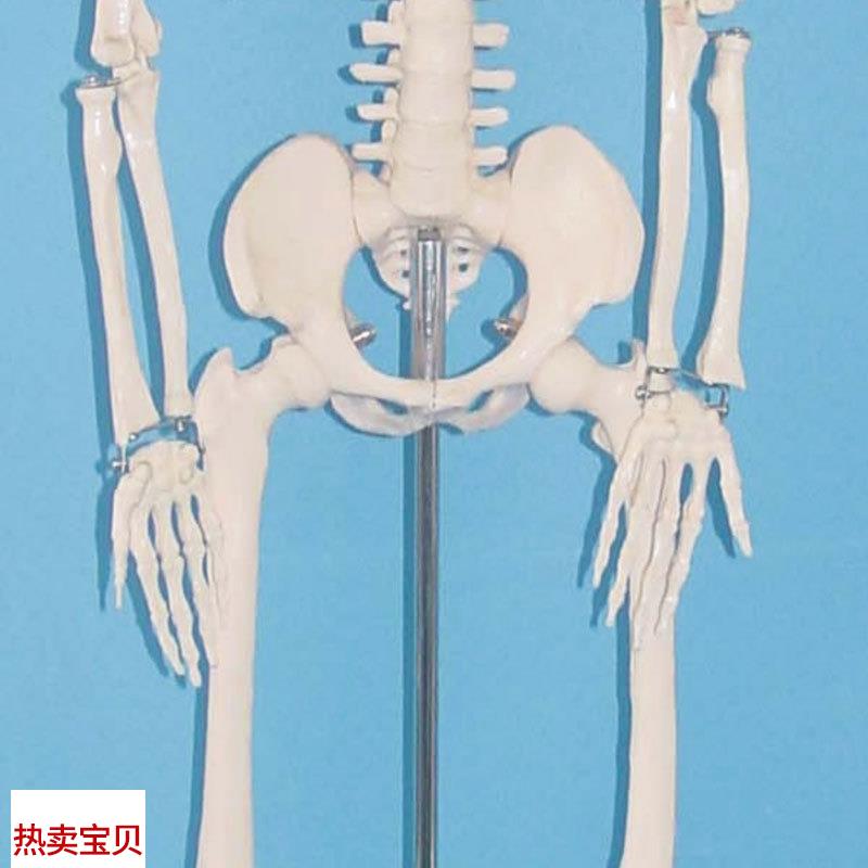 价85CM人体骨骼模型t 人体骷髅骨架模型 医用人体标本模型
