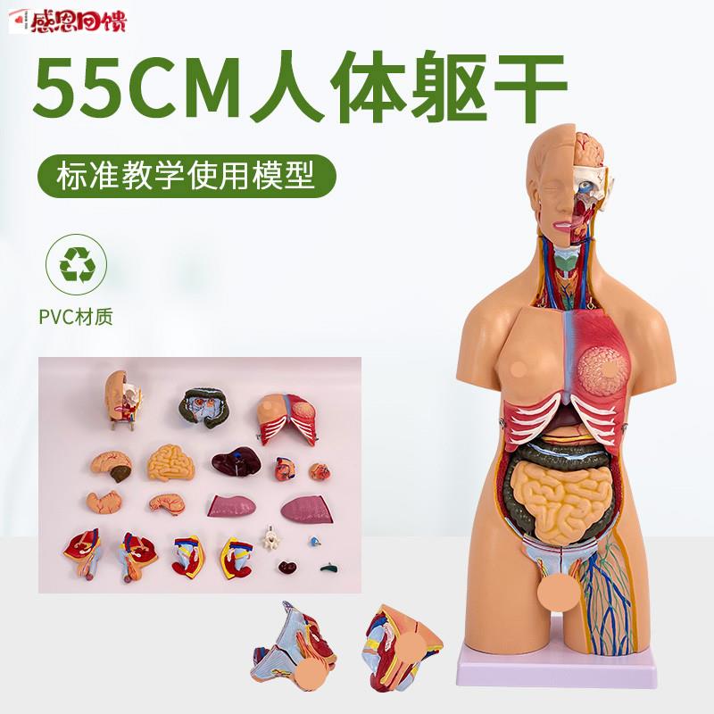 55CMI高两性躯干模型 人体躯干解剖21件内脏背部解剖 人体标本模