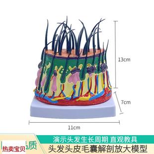 头发生长模型头皮结构皮下组织脱发过H程毛发毛囊毛根血管神经虫