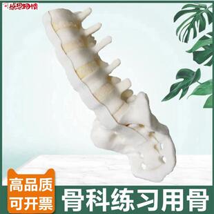 骨科用假骨模型腰椎神经骶骨人体脊柱手术练习仿D真骨外科医生考