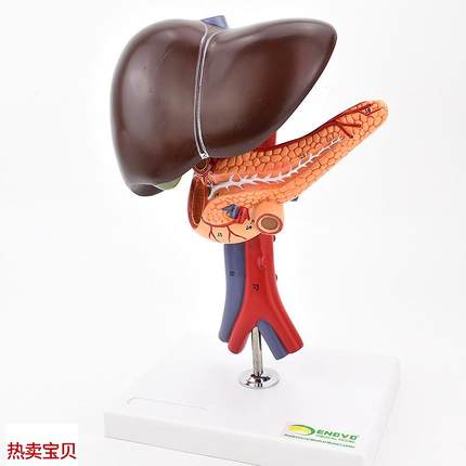 ENOVO颐诺肝胆胰十二指肠解剖腹E腔主动脉静脉模型肝脏胰腺腔镜教