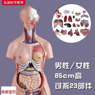 躯干模型人体f内脏胸腹部器官解剖男性女性心肝脾肺肾结构教学玩