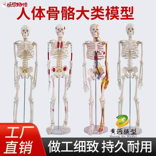 85 170cm人体骷髅骨架可拆卸医学全G身骨骼带肌肉解剖模型玩具摆