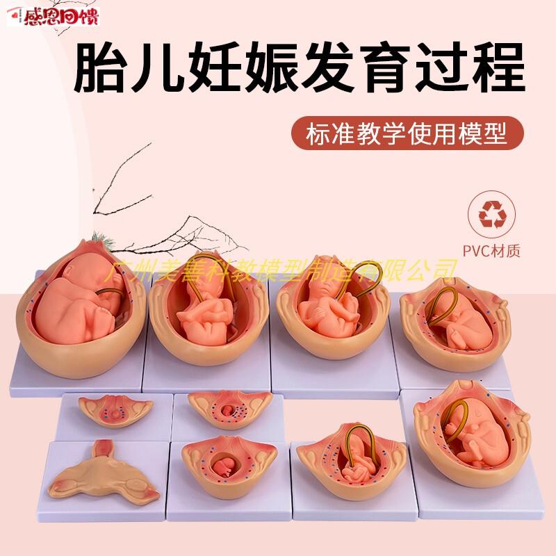 自然大 妊娠胚胎发育过程模型 人体胚胎发育怀孕m十月胎儿 10件