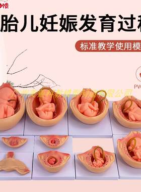 自然大  妊娠胚胎发育过程模型 人体胚胎发育怀孕m十月胎儿 10件