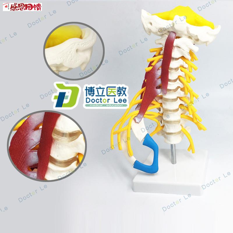 人体颈椎模型颈椎肌肉神经模型人体骨骼标J本模型动脉椎间盘后枕