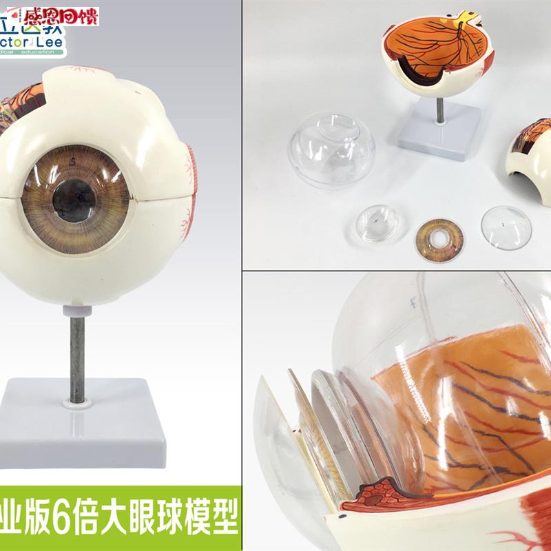 专业版医学6倍大人体眼球解剖模型美术眼睛解剖结j构五官眼科结