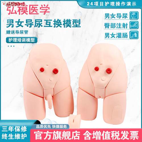 弘模灌肠及导尿模型 男Z性内外生殖解剖模型男女导尿训练模