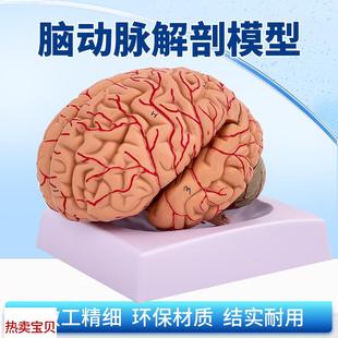 脑F血管脑解剖模型 神经科脑科人体大脑解剖脑分区 可拆分9部件