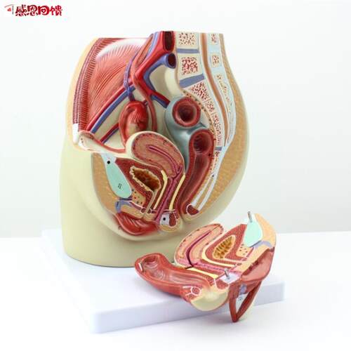 CY正品 女v性盆腔 解剖 生殖 泌尿子宫 女性 骨盆 教具 模