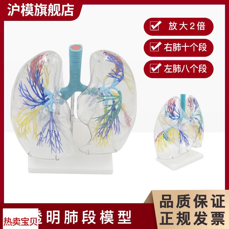 沪模HM/XC330透明肺段模型 肺部解剖示教人体解剖学气管教具支V气