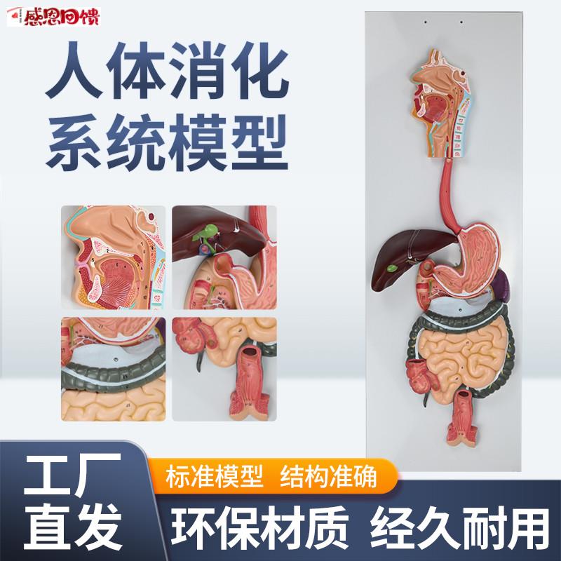 人体消化系统模型 消化道胃剖面 鼻咽喉 胃解剖 肛肠T科大小肠模