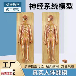 坐骨神 人体神经系统解剖模型 中t枢神经 脑脊髓周围 脊神经骶丛