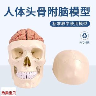 头颅附脑动脉模型颅脑n动脉血管大脑解剖头骨模型1 大脑解剖科