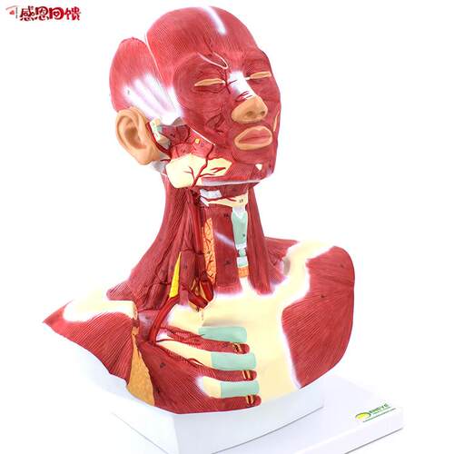 ENOVO颐诺人体头面部肌肉解剖头颈胸模型 艺用e面部肌肉美术微整